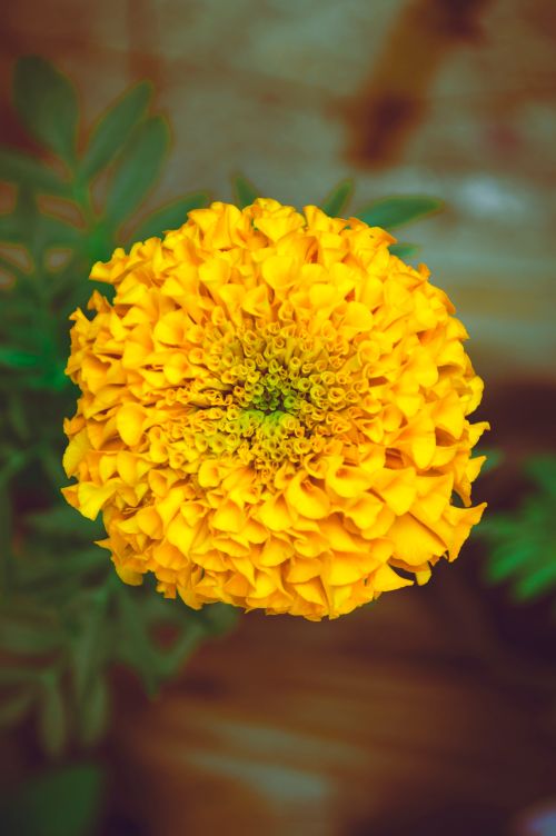 Free A vivid close-up of a yellow marigold flower showcasing its intricate petals in natural light. Stock Photo