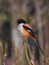 Free stock photo of animal, avian, beak