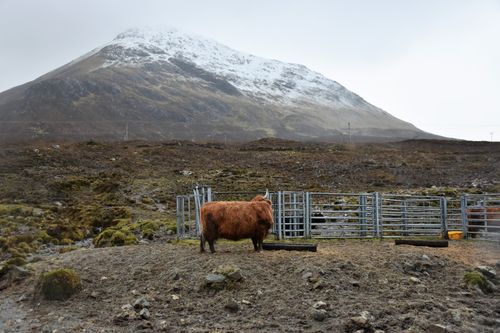Free A Highland cow stands in a fenced area with a majestic snowy mountain backdrop in Scotland. Stock Photo
