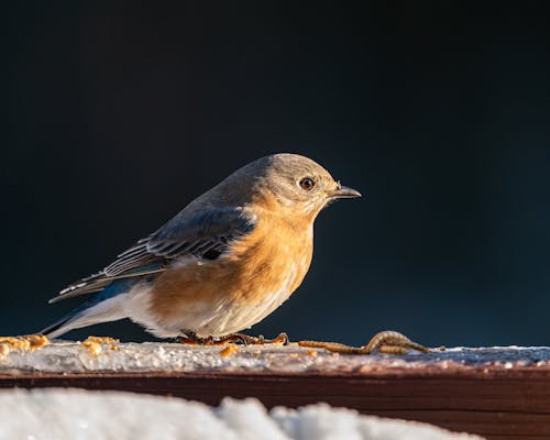 Close up of a Bird