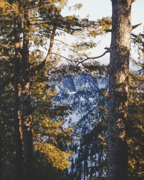 Free Captivating view of snow-covered mountains through lush forest trees at Malam Jabba, Pakistan. Stock Photo