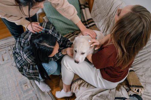 Free Three women comforting a dog indoors, symbolizing friendship and support. Stock Photo