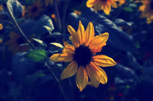 Foto d'estoc gratuïta de colors, flors, fosc