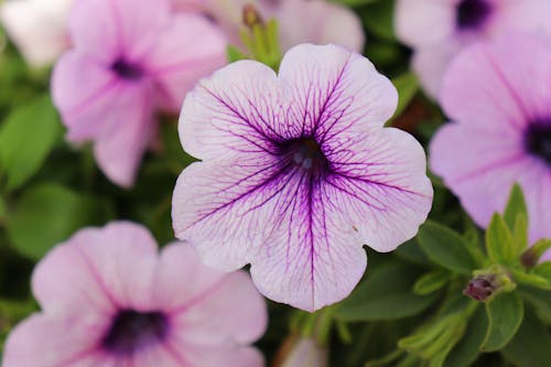 Kostenloses Stock Foto zu blumen, farben, garten