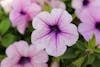 Free Fotobanka s bezplatnými fotkami na tému farby, kvety, purpurová Stock Photo