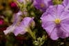 Free Безкоштовне стокове фото на тему «квіти, кольори, Природній» Stock Photo