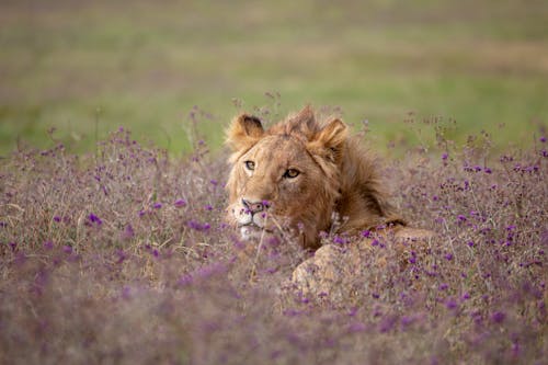 Free A Lion Lying on the Field of Purple Flowers Stock Photo