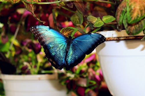 Free stock photo of blue, butterfly, colors