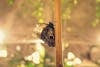 Free kelebek, parlak ışık içeren Ücretsiz stok fotoğraf Stock Photo