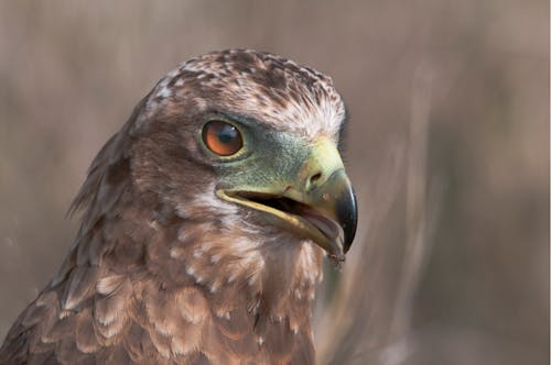 Foto Closeup Falcon