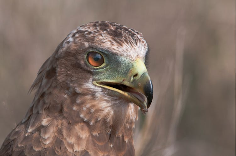 Closeup Photo Of Falcon