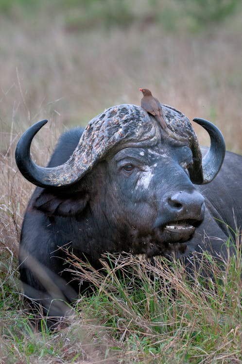 Free stock photo of big 5, buffalo, oxpecker Stock Photo