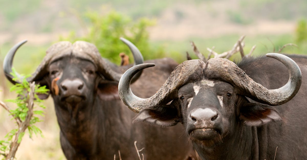 Free stock photo of big 5, buffalo, buffalos