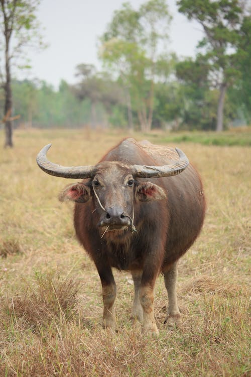 Free stock photo of buffalo, thailand