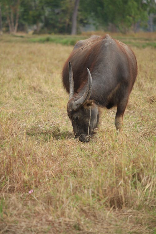 Free stock photo of buffalo
