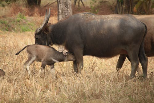 Бесплатное стоковое фото с буйвол