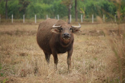 A Buffalo on a Grassy Field