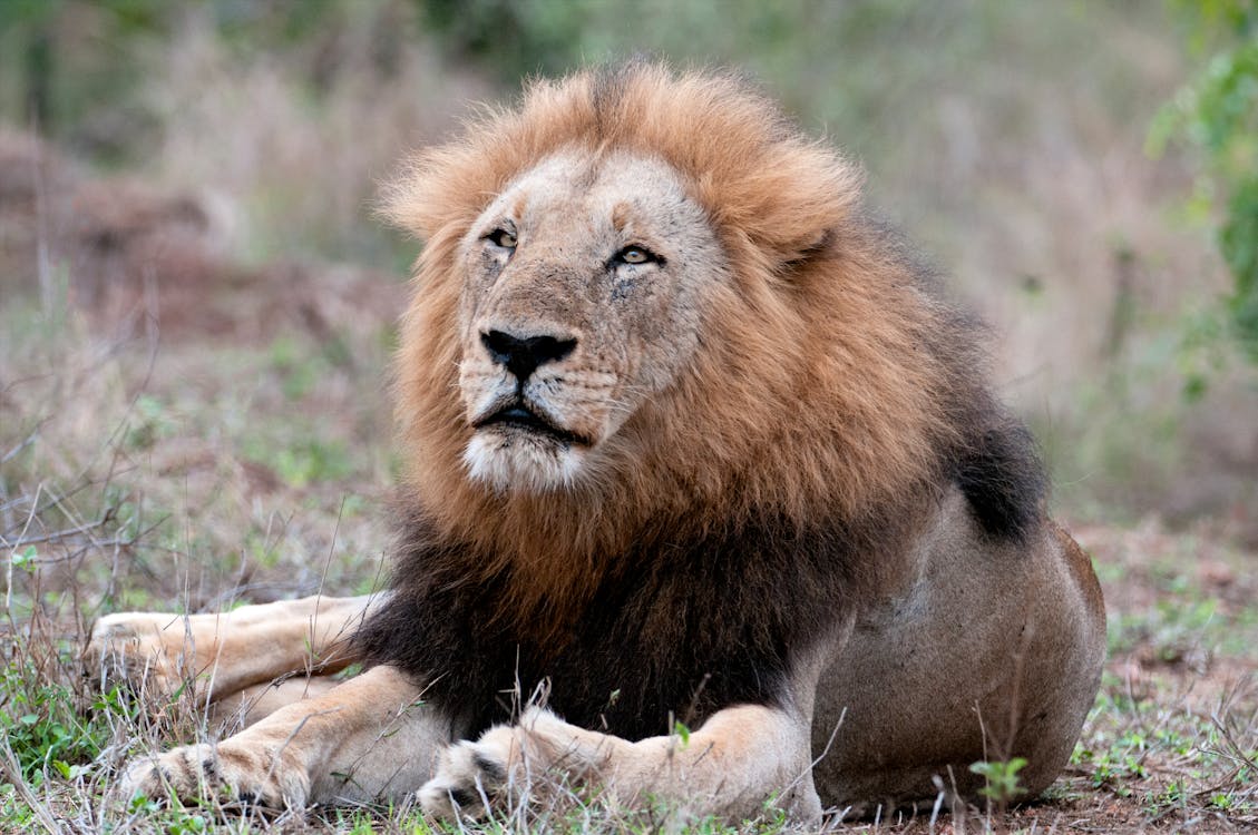 Free stock photo of big 5, dangerous animal, lion Stock Photo