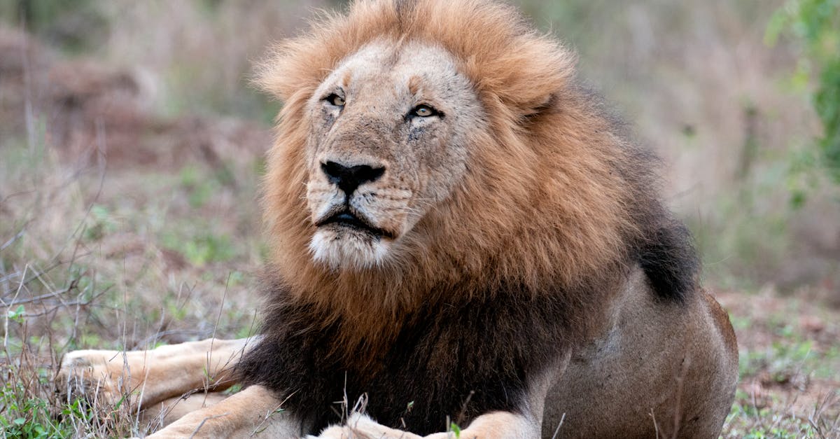 Free stock photo of big 5, dangerous animal, lion
