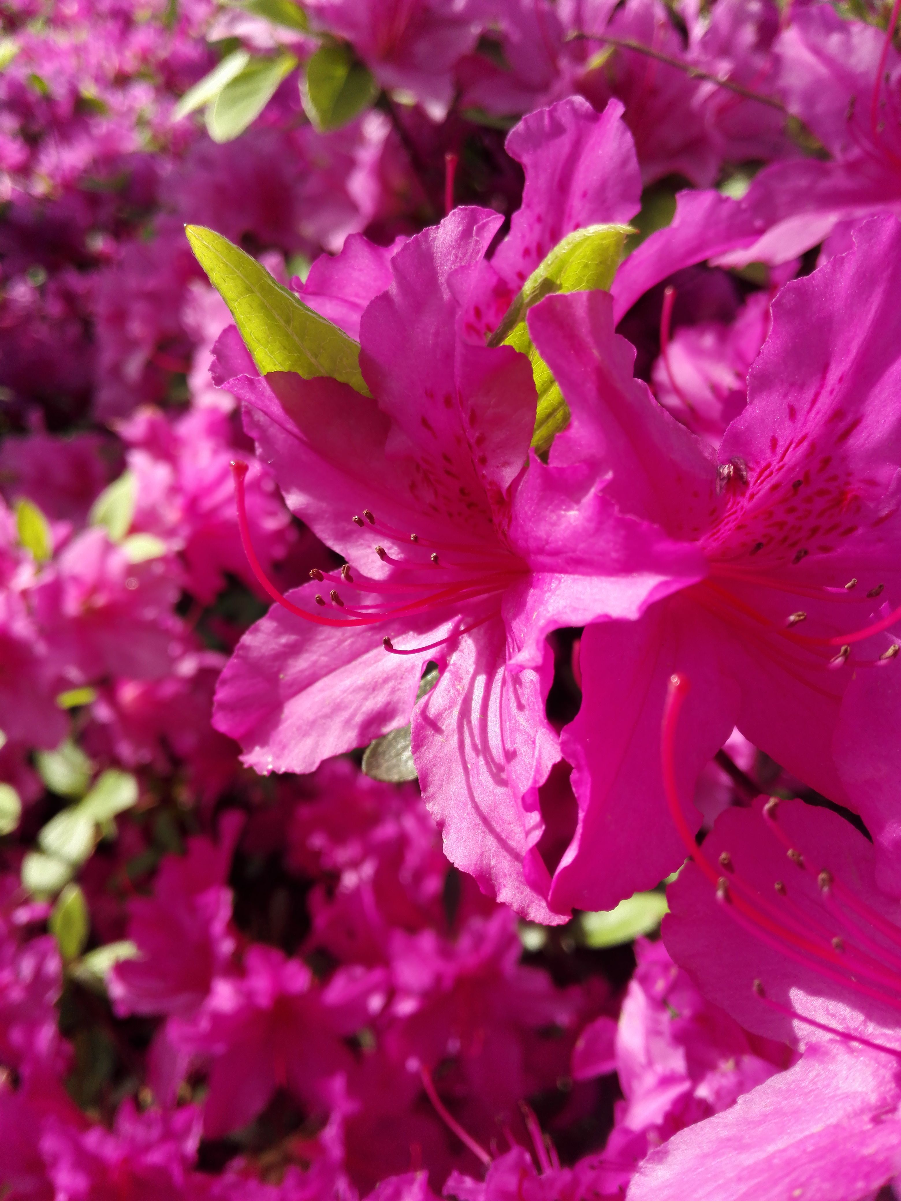 Photograph of Red Azalea Flowers in Bloom · Free Stock Photo