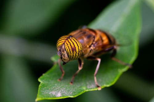 bezplatná Základová fotografie zdarma na téma detail, diptera, fotografování hmyzem Základová fotografie