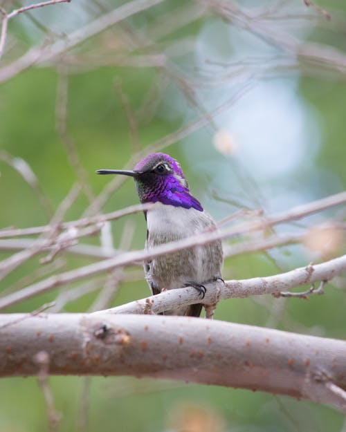 Gratis arkivbilde med costas kolibri, dyrefotografering, fiolett