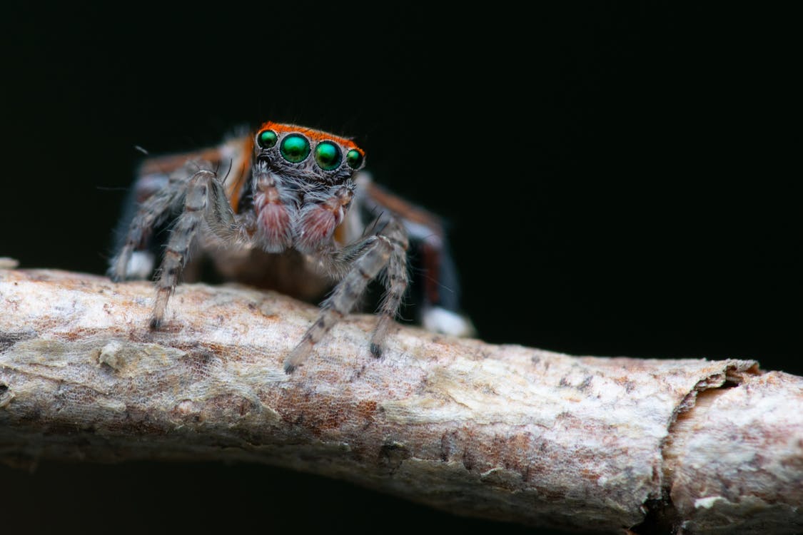 Can jumping spiders eat ants?
