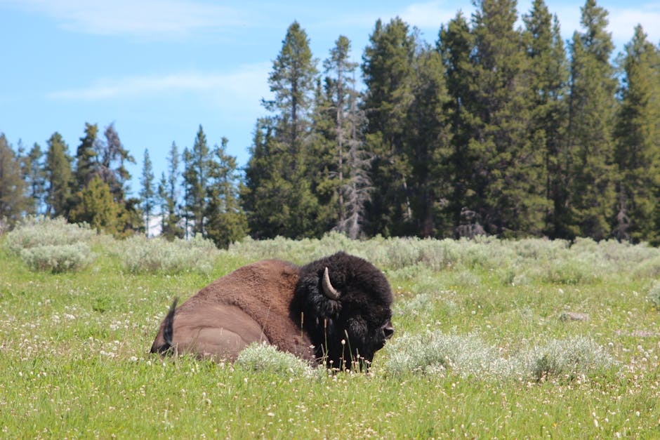A Bison Sitting on a Grassy Field