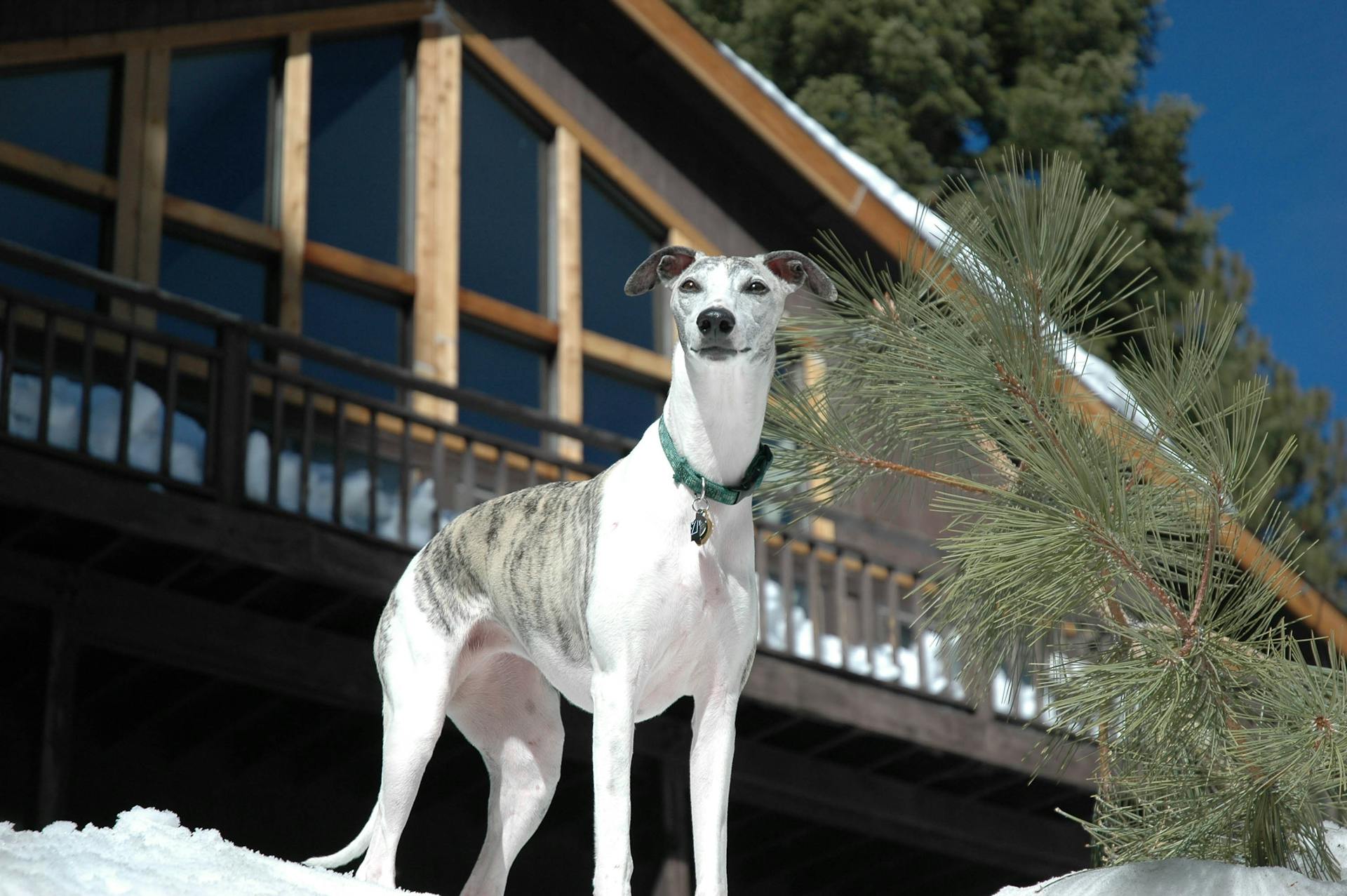 Low Angle Shot of a Dog in Front of a House