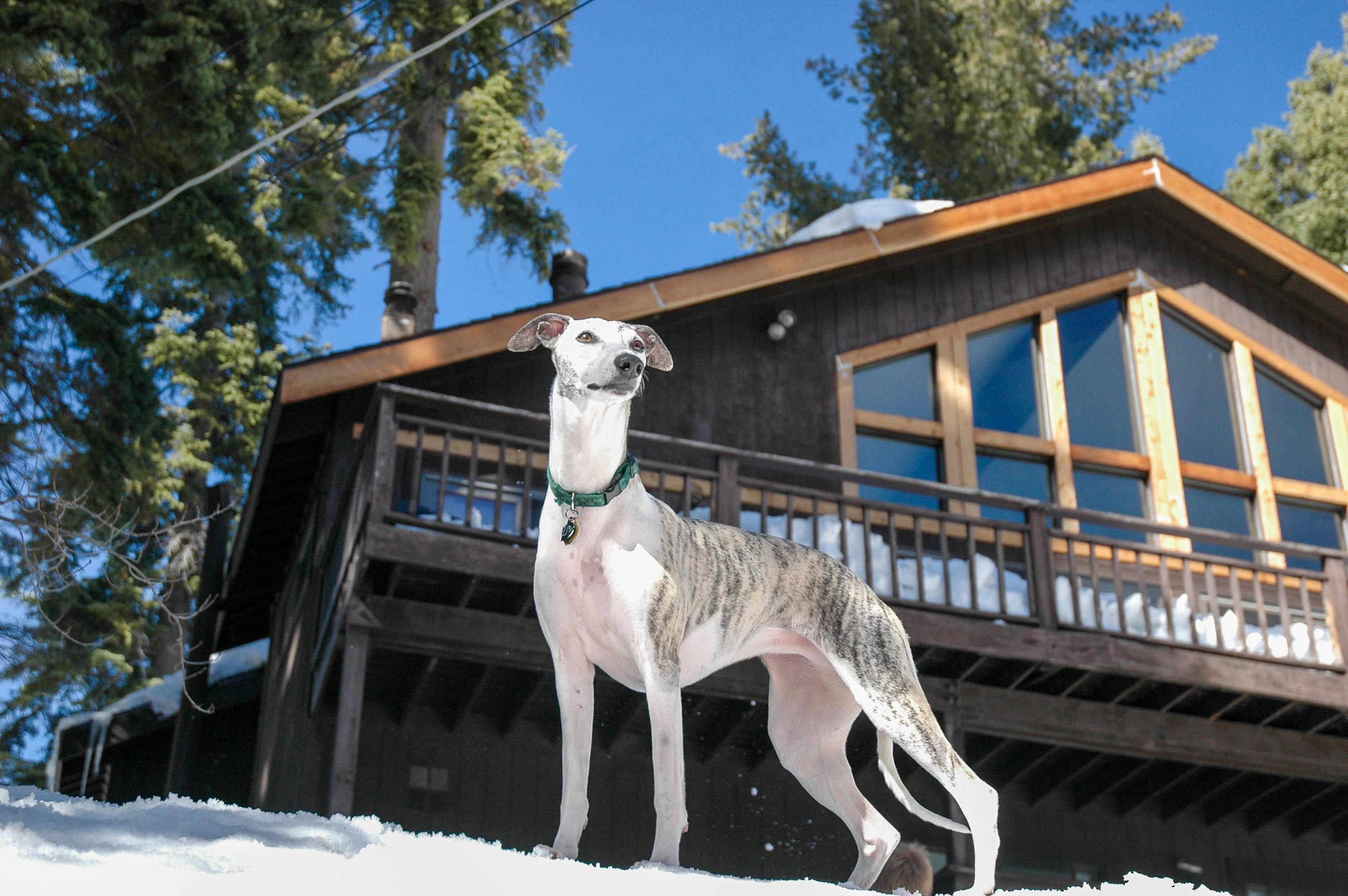 greyhound on snowy ground