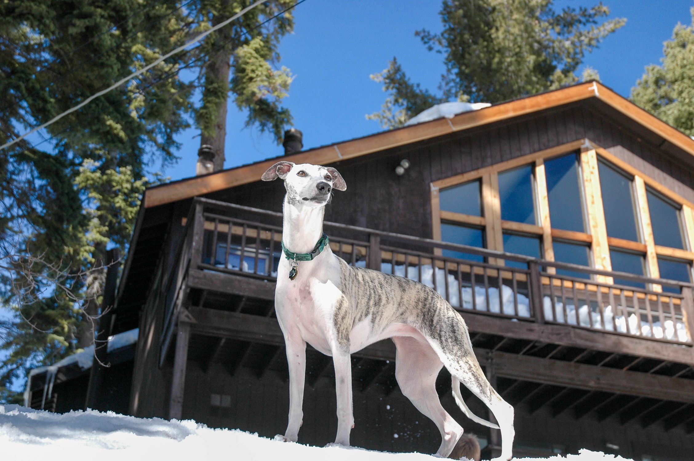 A graceful whippet stands confidently in the snow beside a rustic cabin surrounded by tall evergreens.