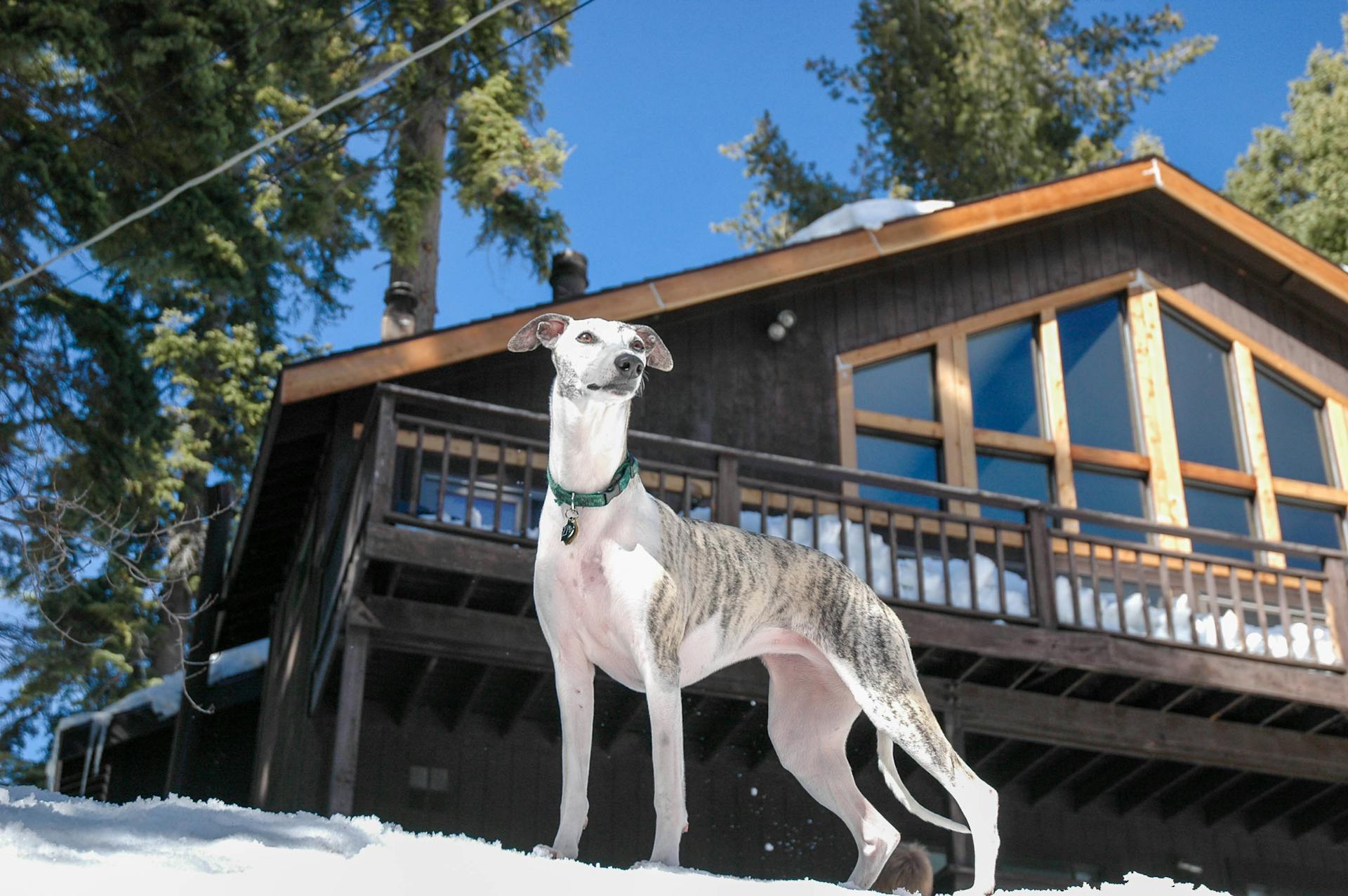 Greyhound on Snowy Ground