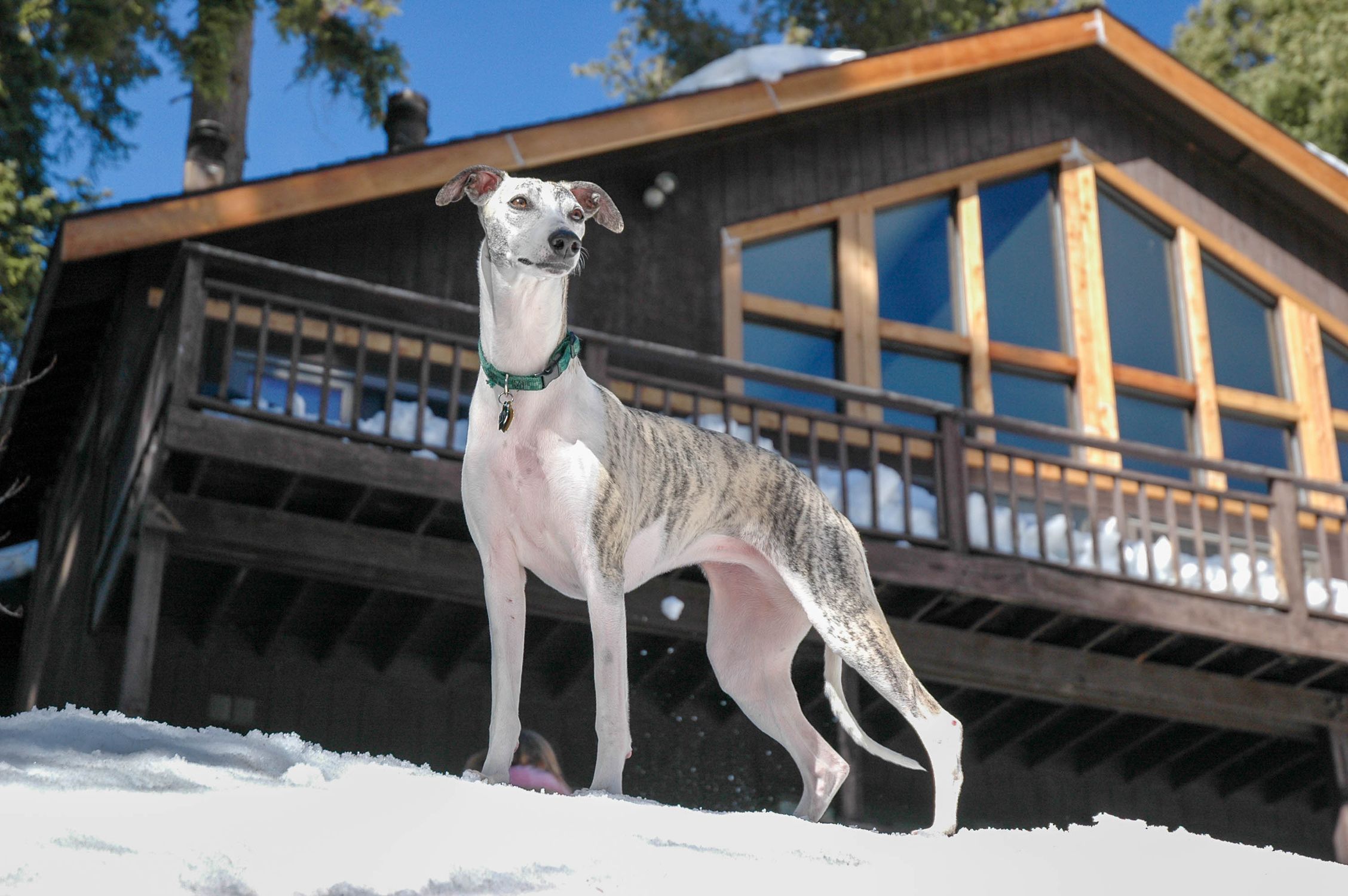 A whippet stands proudly on snow in front of a wooden cabin, capturing a winter scene.