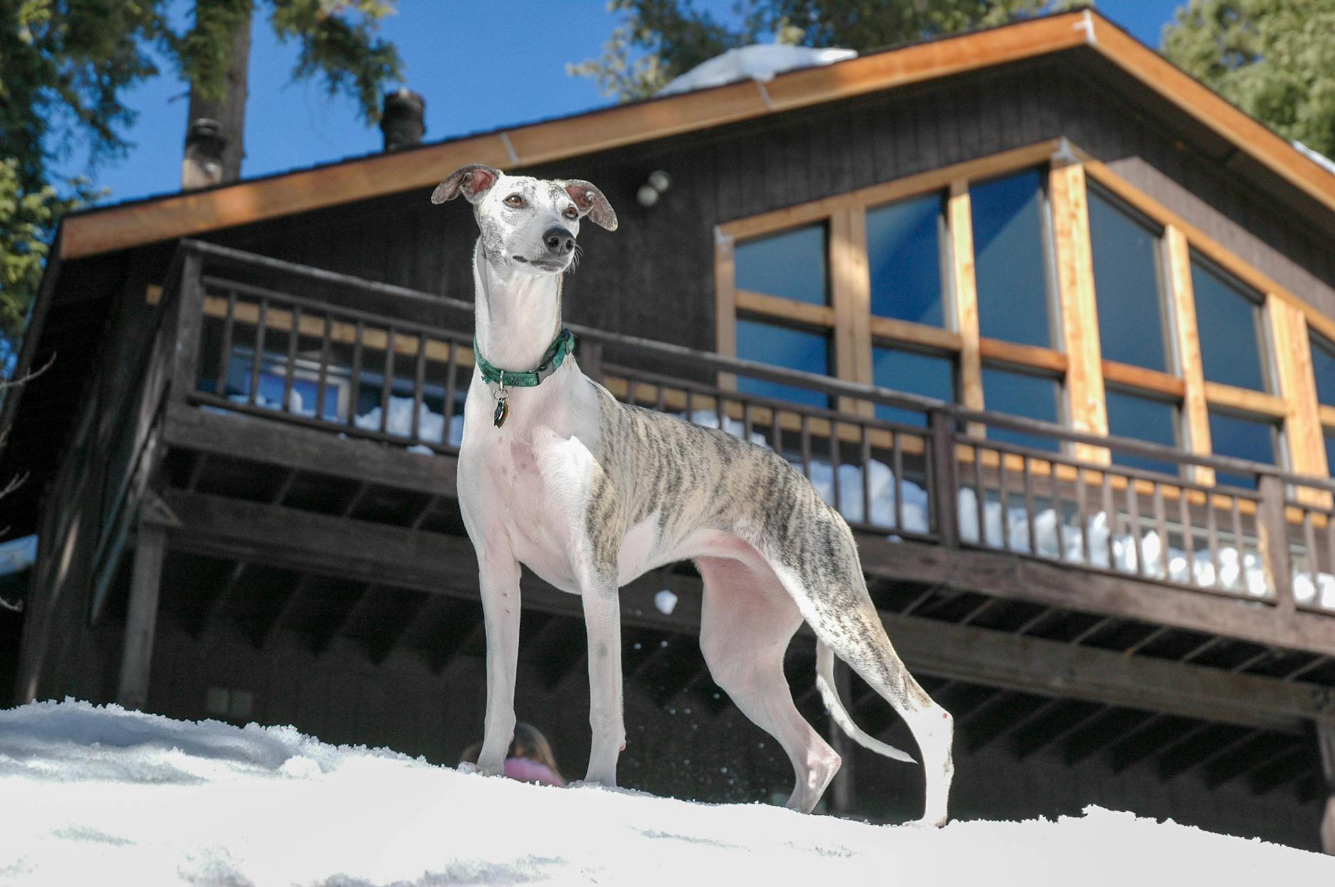 A Whippet Dog Standing on a Snow Covered Ground Near Wooden House