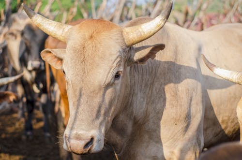 Cow with sharp horns in herd