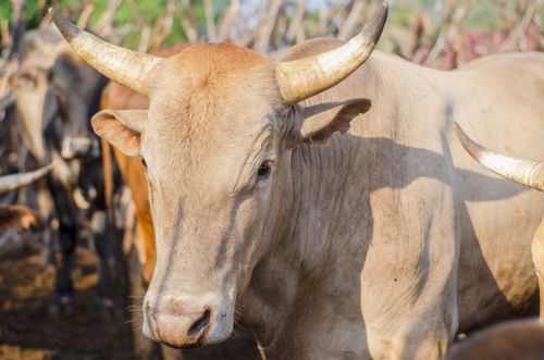Free Brown domestic cow on blurred background of rustic yard of rural farm in daytime Stock Photo