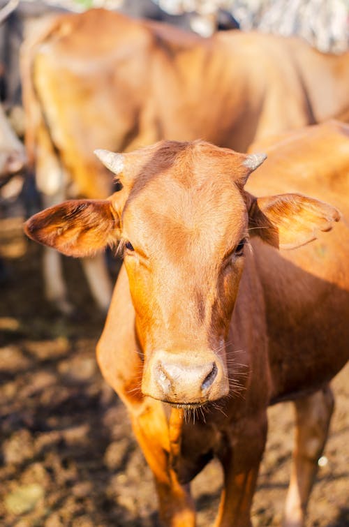 Domestic brown calf with short sharp horns in herd in countryside with farm in summer