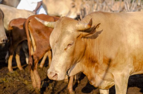 Free Healthy brown cow in herd of rural farmyard in sunny countryside in summer Stock Photo