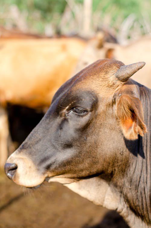 Muzzle of brown bull of with sharp short horns on blurred background of herd in countryside