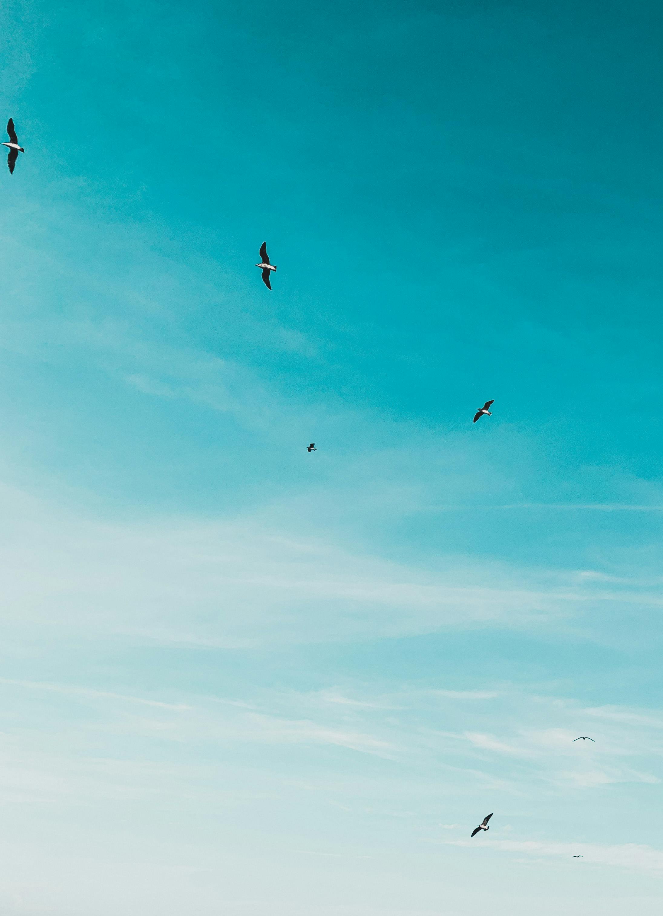 birds flying in the blue sky