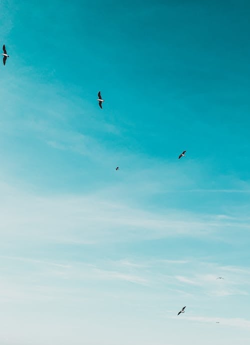 Birds Flying in the Blue Sky