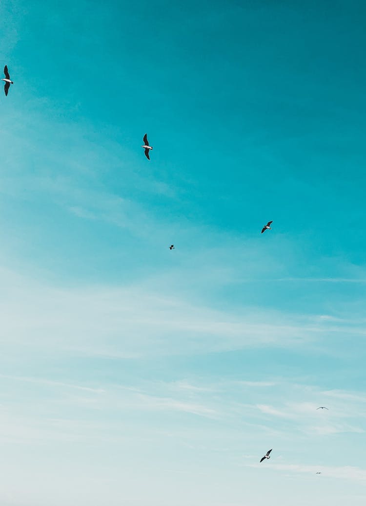 Birds Flying In The Blue Sky