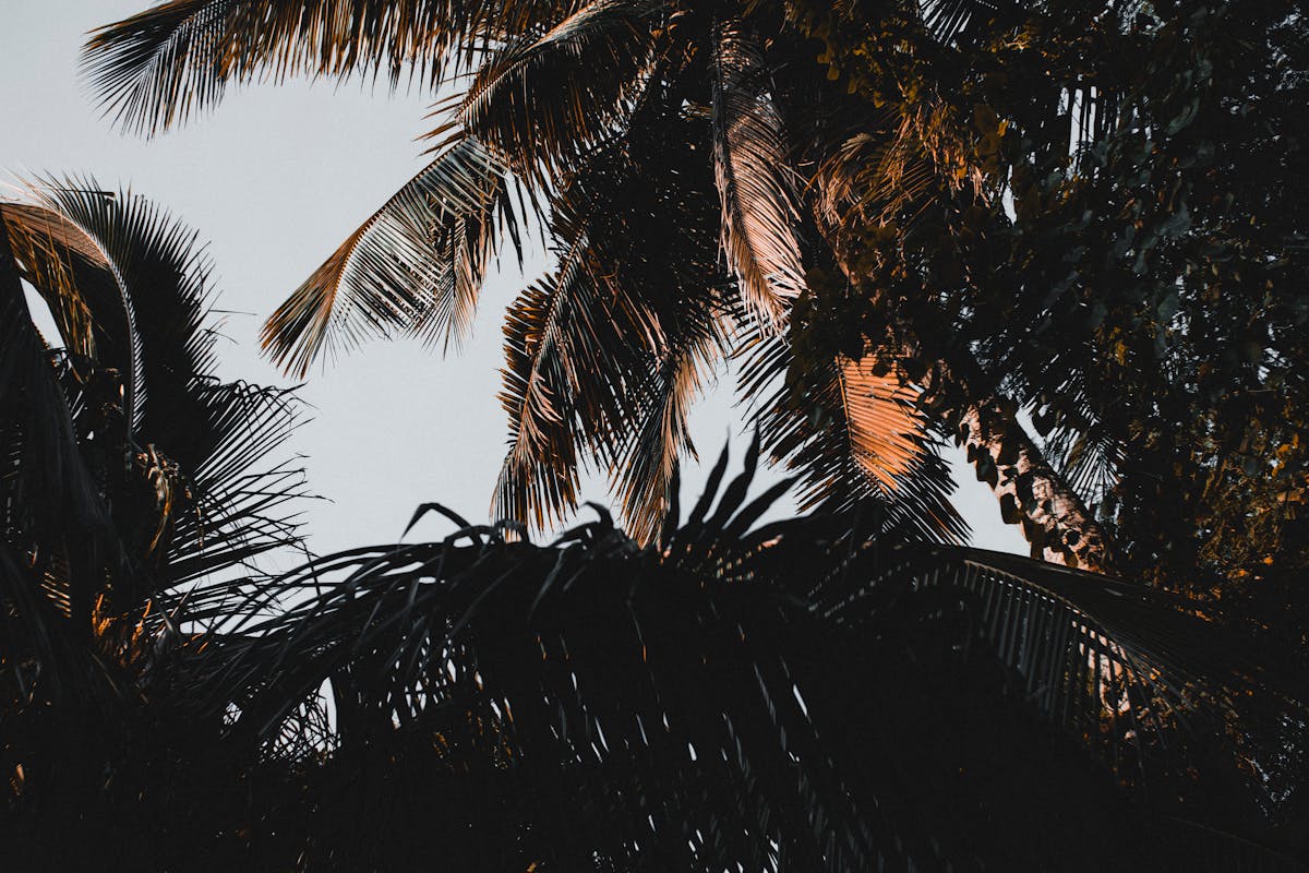 Cooked yogurt-marinated chicken pieces in a skillet