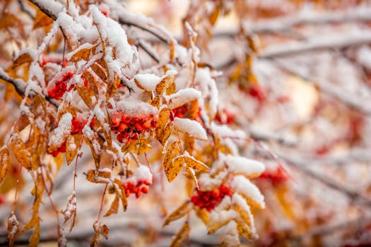 Close-up of red berries and brown leaves covered in snow during winter.