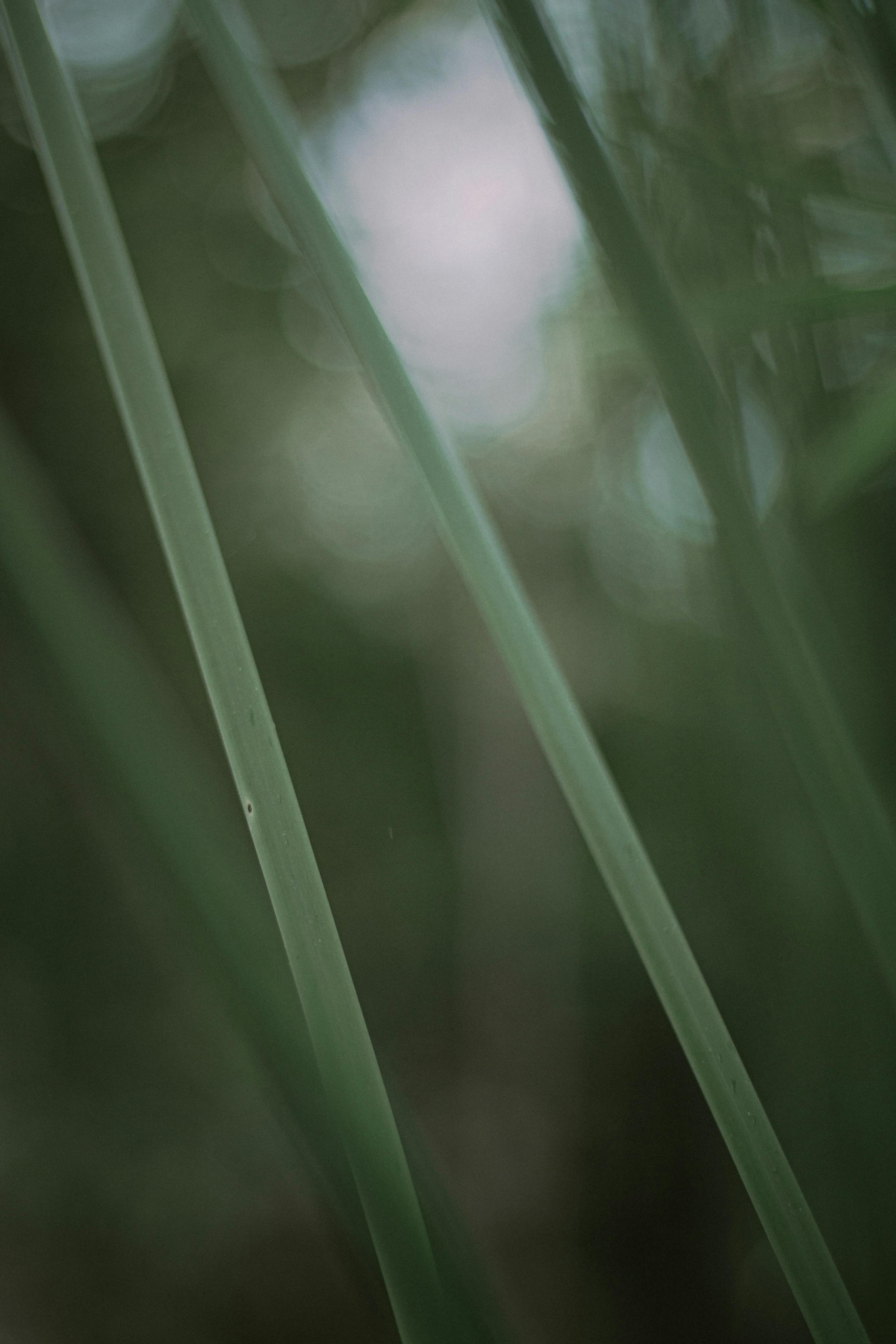 Blurred abstract close-up of green tall grass leaves with natural light outdoors.