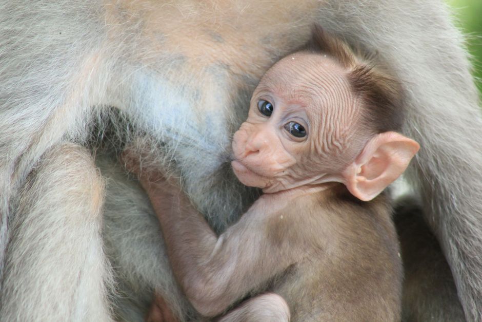 Un mono bebé se aferra a su madre en Chennai, India.
