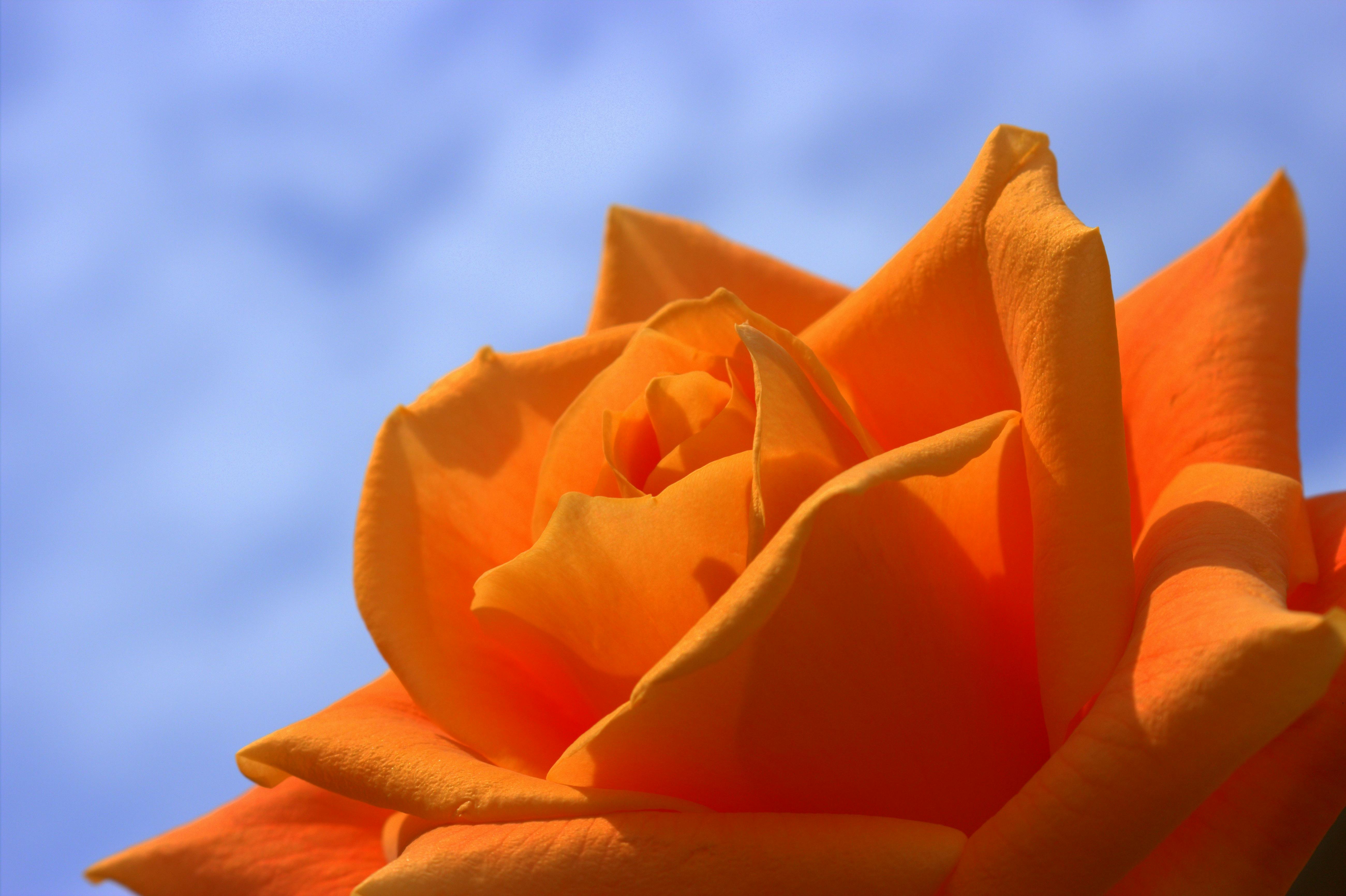 1000+ Orange Blumen Fotos · Pexels · Kostenlose Stock Fotos