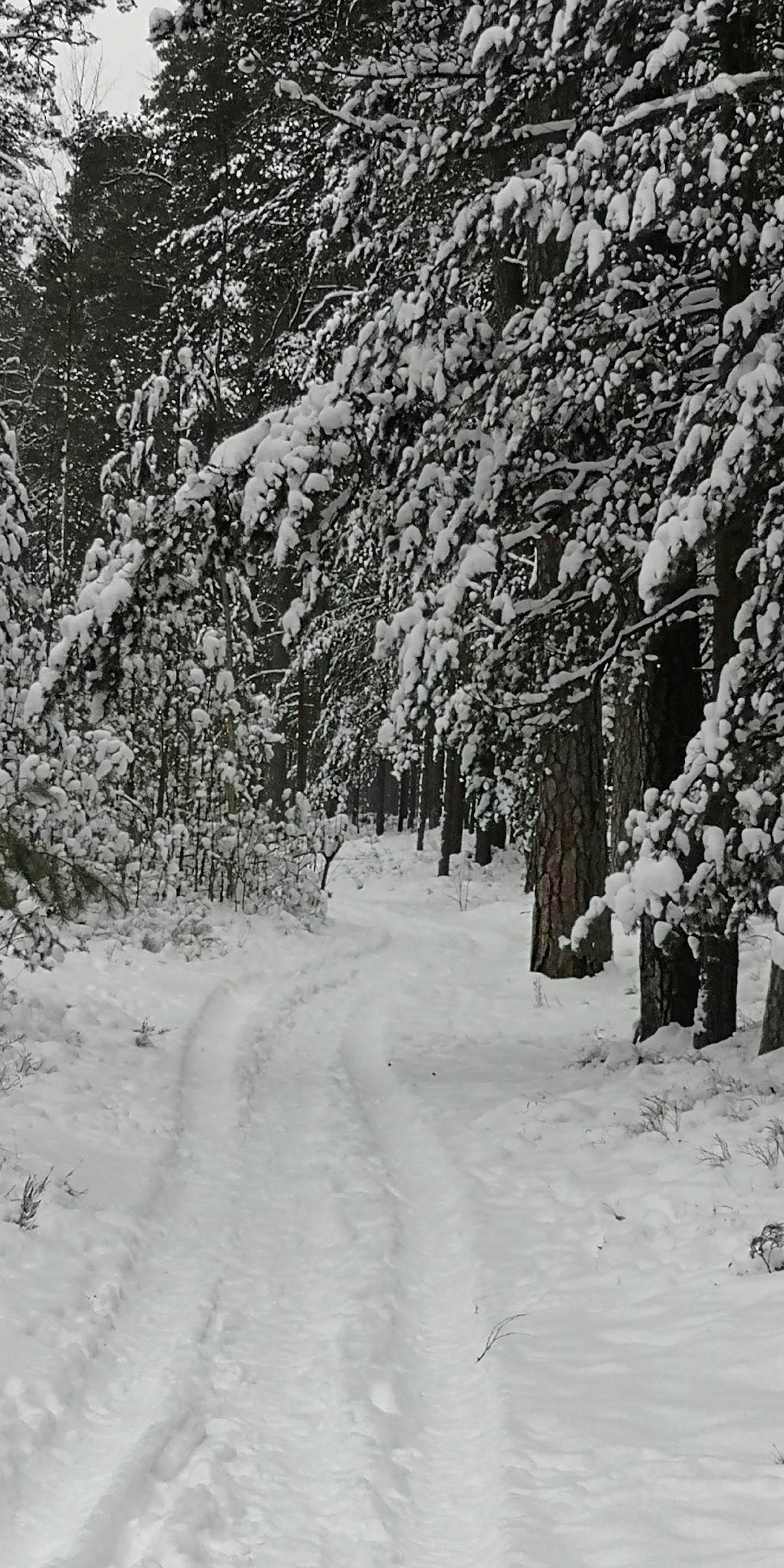 Humanity and Welfare