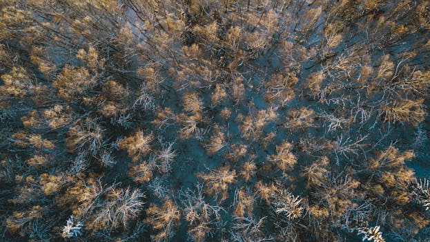 Aerial view of a snow-covered forest in Minsk region during winter.