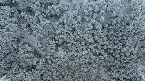 Drone Photography of Trees with Snow in the Forest